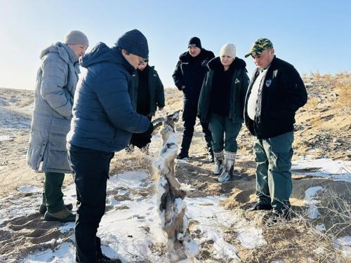 Өмнөговь аймагт хээрийн эргүүл хийж, зэрлэг амьтдын сэг зэмийг илрүүлжээ