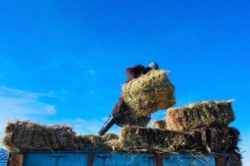 Малийн Өвс, тэжээлийн үнэ ханш