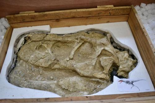 Монголын нутгаас хулгайлсан үлэг гүрвэлийн чулуужсан олдворуудыг эгүүлэн авлаа