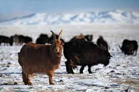 Малын өвөлжилт хүндрэх эрсдэлтэй аймгууд