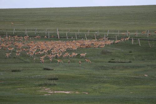 "Зааны хөл" гэгдэх дэлхийн дээрх хамгийн аюултай газар
