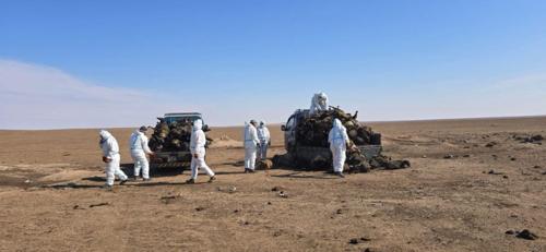 Түймэрт өртсөн 5126 толгой малын сэг зэмийг цуглуулж устгаж байна