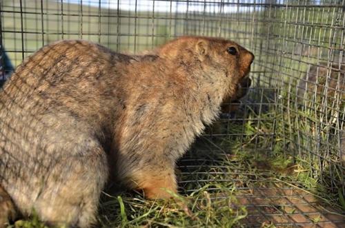 Наймдугаар сарын 20 хүртэл тарвага агнахыг ХОРИГЛОНО