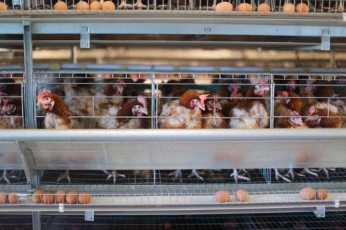 “Хүнсний хувьсгал”-ын хүрээнд 53 үйлдвэр ашиглалтад оржээ