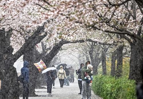 Сакура дэлбээлэх үеэр цас орсон Сөүлийн түүхэн хавар тохиов