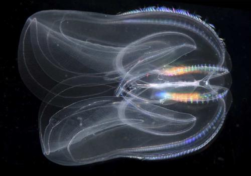 Эрдэмтэд үлэг гүрвэлээс өмнө үүссэн хамгийн эртний амьтныг илрүүлжээ