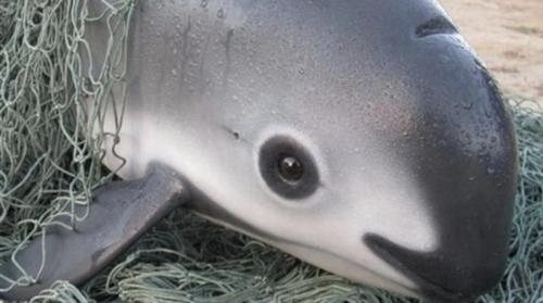 Дэлхийд зөвхөн 10 тоо толгой үлдсэн далайн гахай