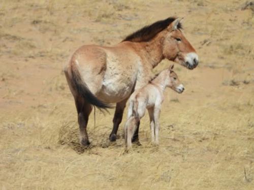Хомын Талд Тахийн Анхны Унага Мэндэллээ