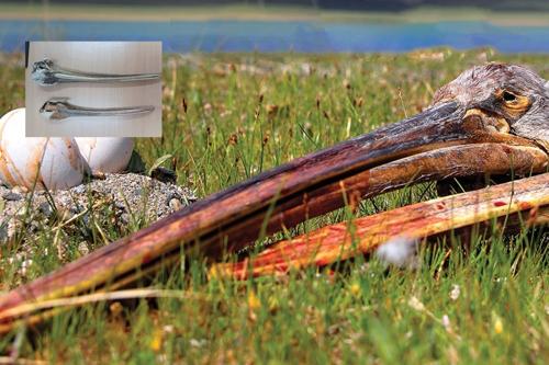 “Борцгор хотон” шувууны хошуу худалдахыг завдсан үйлдлийг илрүүлэн шалгаж байна