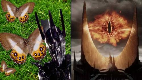 Эрдэмтэд эрвээхэйн төрлийг Бөгжний эзний Сауроны нэрээр нэрлэжээ