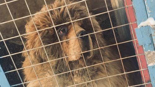 ФОТО: Амьтад амьдрах эрхтэй