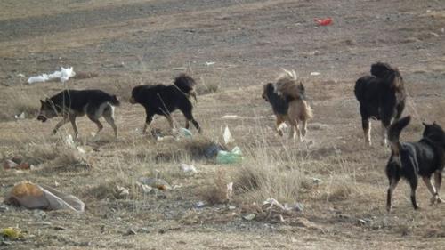 Эзэнгүй нохой, муурыг барьж асрамжлах газарт байрлуулна