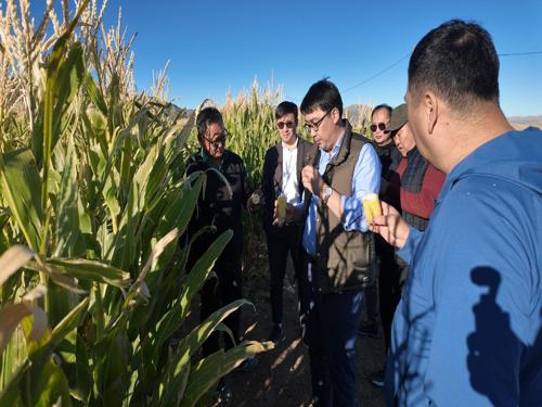 Ховд аймгийн Алтай сумын усалгаатай тариаланг сэргээж байна