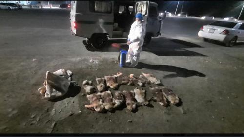 Нууцаар нэвтрүүлэх гэж байсан 47 тарваганы арьсыг илрүүлжээ