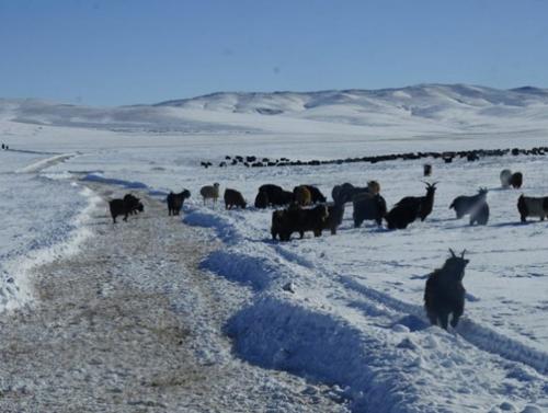 Хониндоо яваад сураггүй болсон 30 настай эмэгтэйг эсэн мэнд олжээ