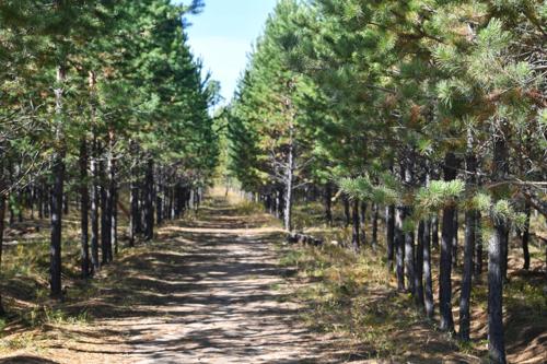 Өнөөдөр-Дэлхийн ойн өдөр