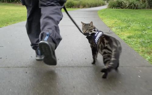 Сэлэнгэ аймагт 2 сартай хүүхэд мууранд идүүлж нас баржээ