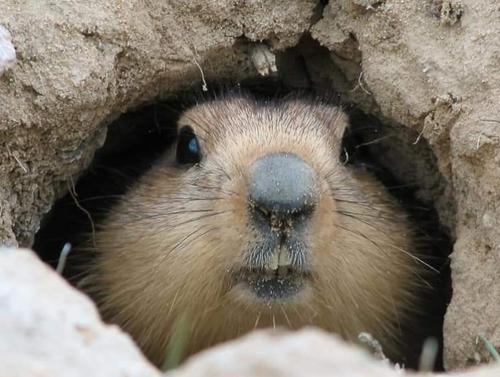 ДОРНОД: Чойбалсан суманд 50 толгой тарвага сэргээн нутагшуулав